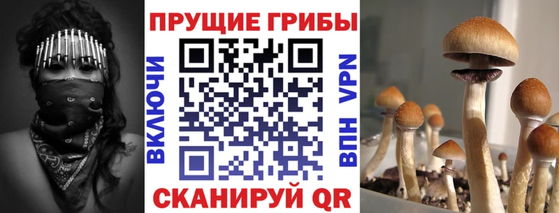 Купить закладки  Полярные Зори  Галлюциногенные грибы ЛСД 
